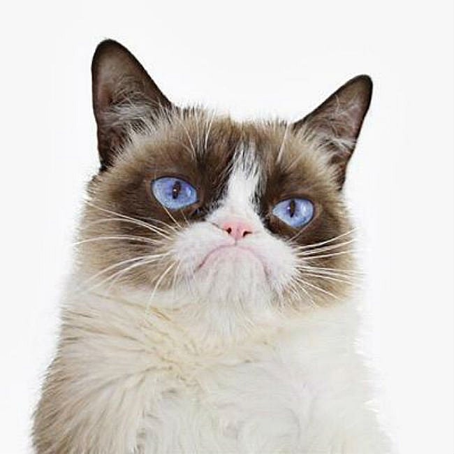 grumpycat