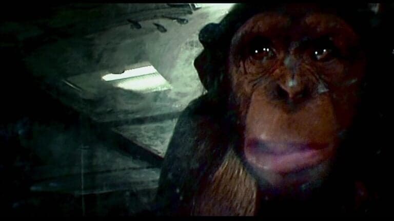 Chimp lip theater