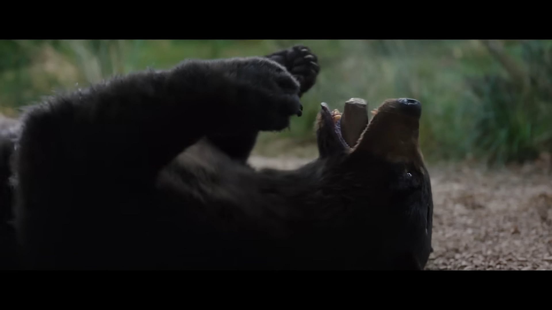 Pablo Eskobear kicks off his wild ride in Cocaine Bear (2023), Universal Pictures