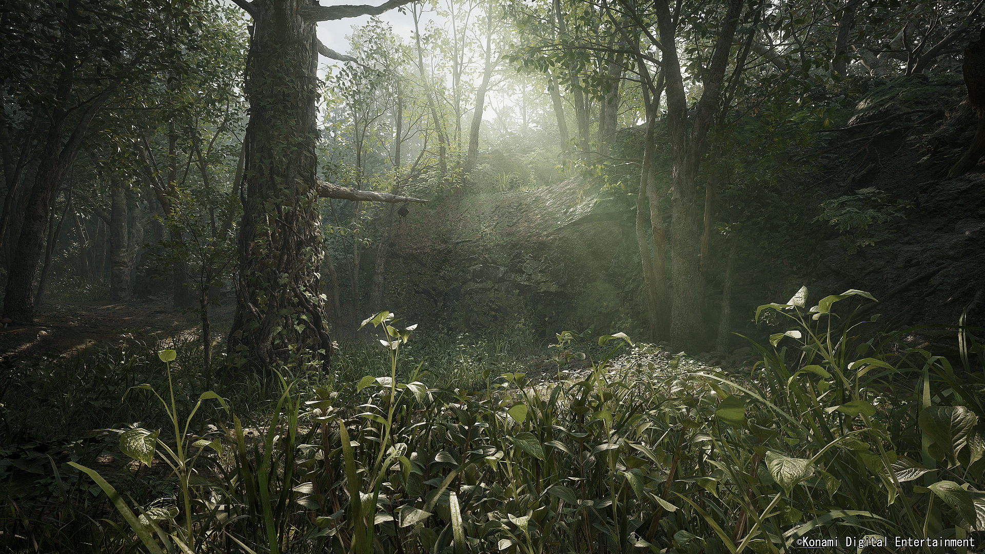 Light passes through the jungle trees in Metal Gear Solid Δ: Snake Eater (TBA), Konami