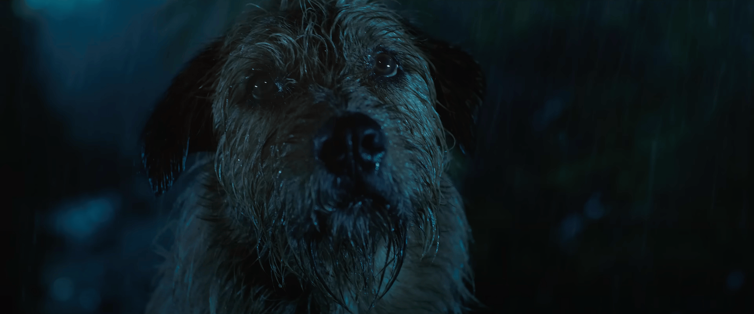 Ukai as Arthur in Arthur the King (2024), Lionsgate