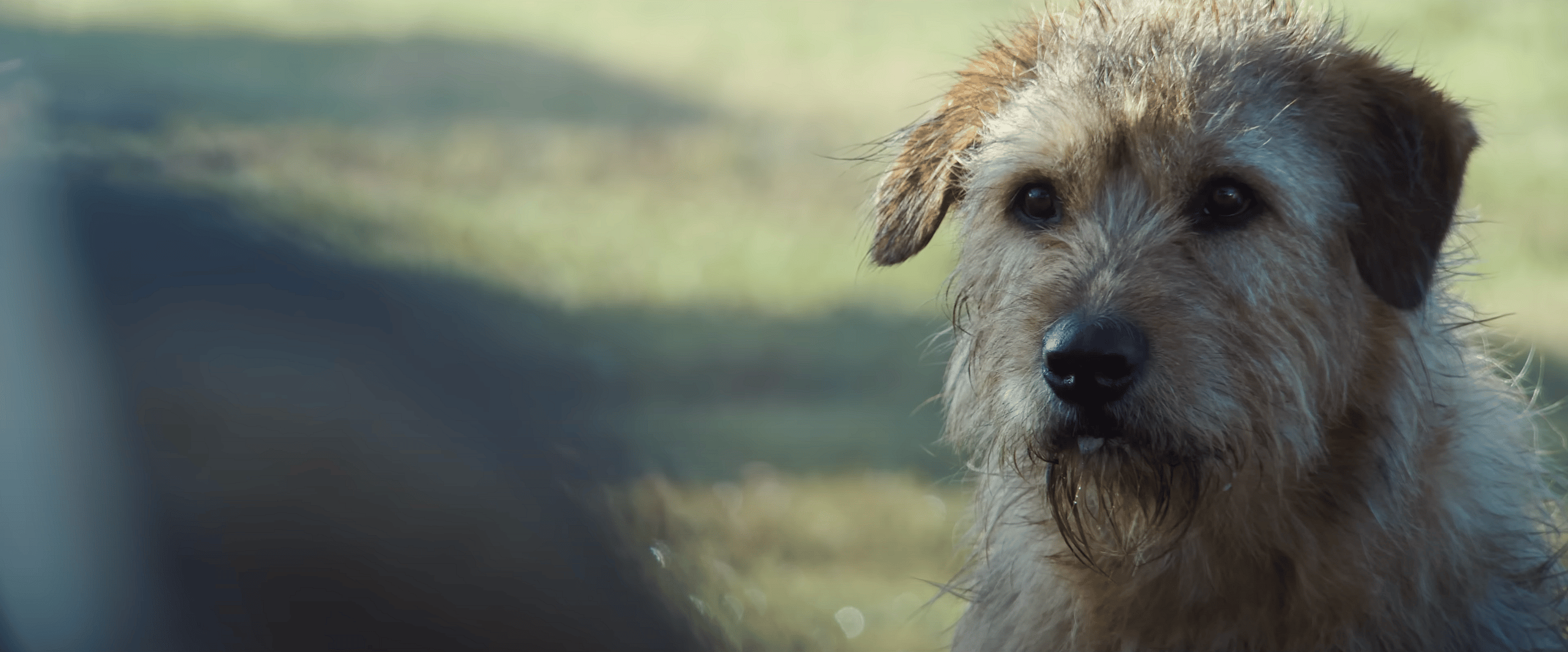 Ukai as Arthur in Arthur the King (2024), Lionsgate