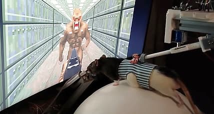 Rats Trained to "Play" DOOM II Map In Modified VR, Shooting Requires Further Research