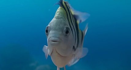 Flounder (Jacob Tremblay) makes his debut in The Little Mermaid (2023), Disney