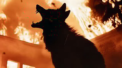 A coyote asserts its dominance in Coyotes (2025), Aura Entertainment