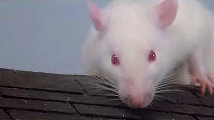 Socrates has the high ground in The Food of the Gods (1976), American International Pictures