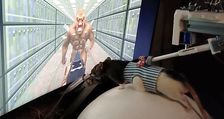 Rats Trained to "Play" DOOM II Map In Modified VR, Shooting Requires Further Research