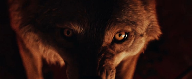 A vicious coyote in Coyotes (2025), Aura Entertainment