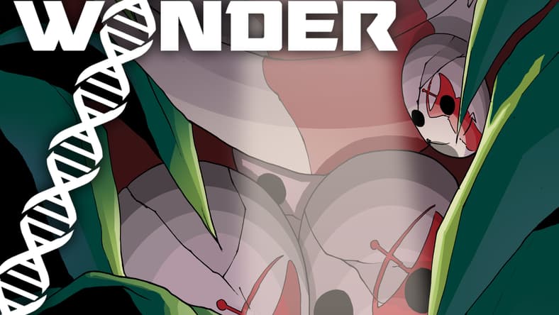 No Wonder Cover