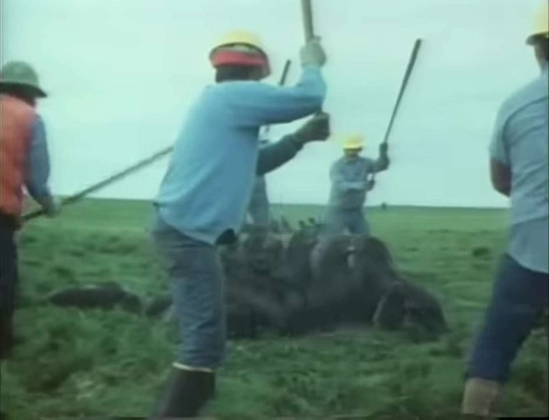 This isn't what the adorable seals had in mind when they were invited to go clubbing in Faces of Death (1978) Aquarius Releasing