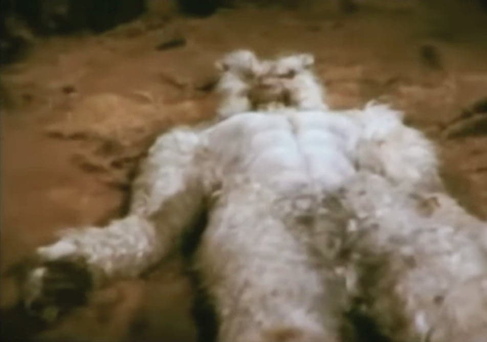 Play dead