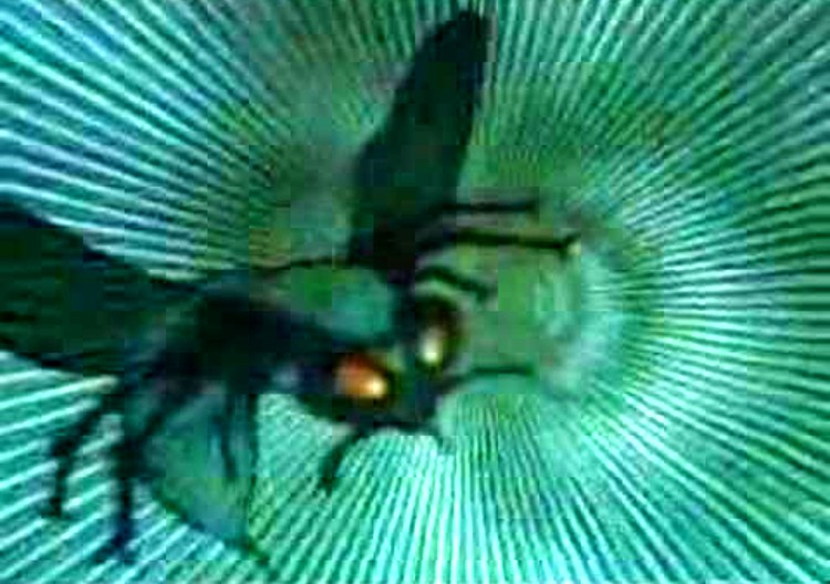 the green hornet 2022