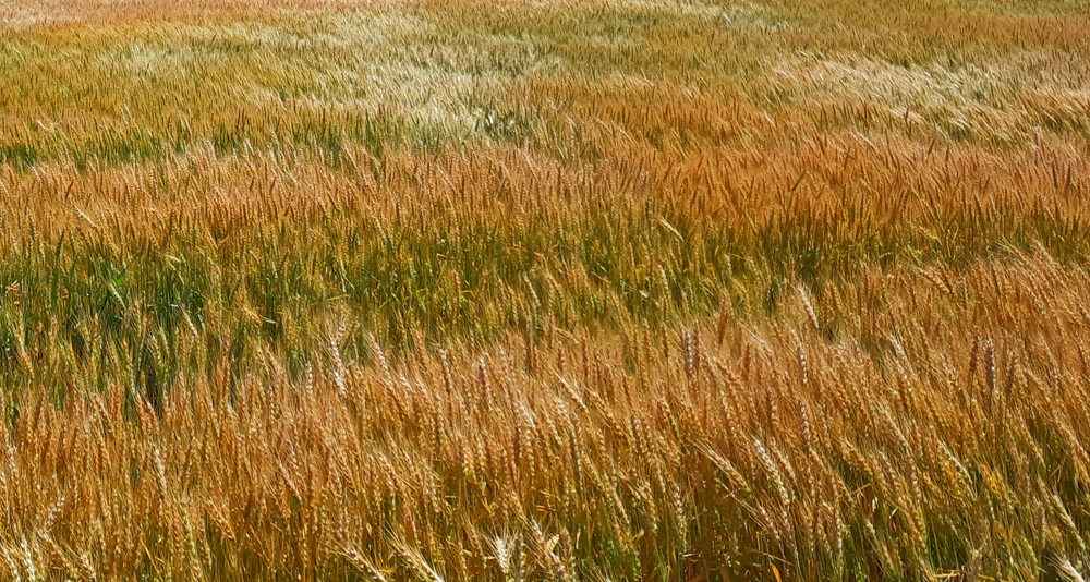 Original photo of a wheat field. Copyright 2022, Paul Hair.