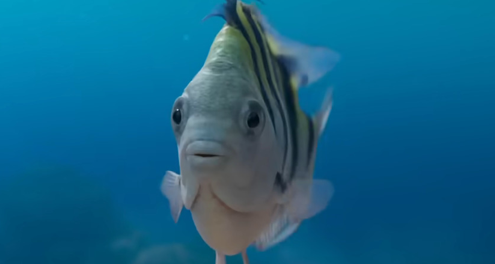 Flounder (Jacob Tremblay) makes his debut in The Little Mermaid (2023), Disney