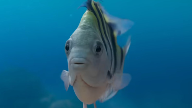 Flounder (Jacob Tremblay) makes his debut in The Little Mermaid (2023), Disney