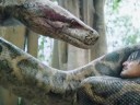 Chinese Anaconda