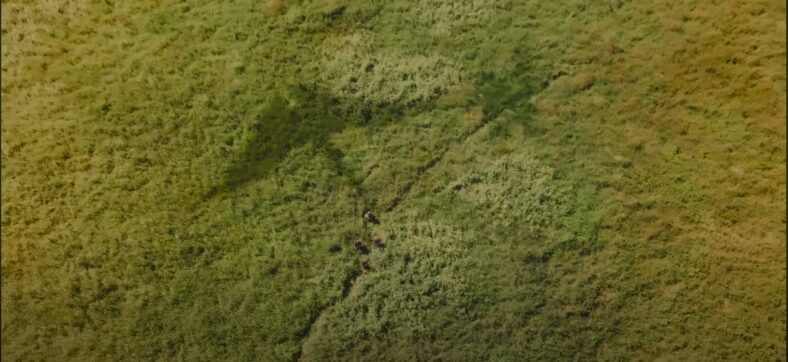 Quetzalcoatlus casts a giant shadow in Primitive War (2025), Sparke Films